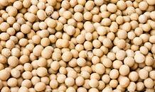 Soybean